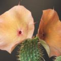 What does hoodia do to our body